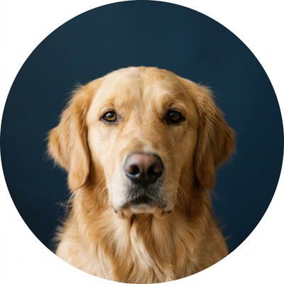 Honden